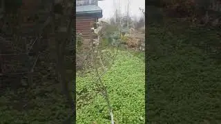 Имрус