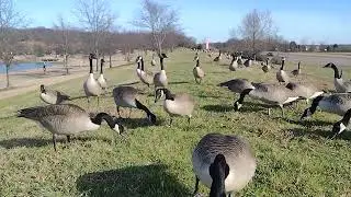 A big group of geese in Shelby farm happy to see me feeding them 