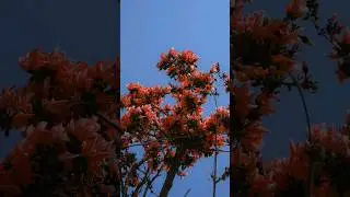 Jharkhandi holi #jharkhand #jharkhandi #ranchi #palashpal #phool #jharkhandi