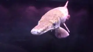 Миссисипский панцирник. Atractosteus spatula.