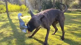 Shocking attack on geese! Heads fall off! 😂 But they got what they deserved! 😂 Crarzy boxer dogs!