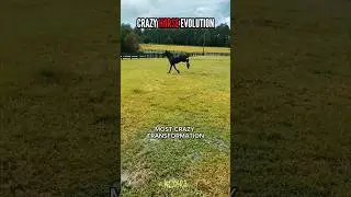 POV: CRAZIEST BLACK HORSE EVOLUTION 😳🐴 #shortvideo #horse