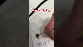 How to bully bugs #funny #bug ￼
