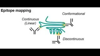 Phage library types and applications | Type 3 & 8 | Epitopic, Mimetic, Substrate function