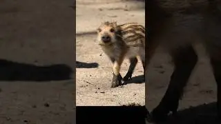 Adorable Baby Wild Boar 🐗  Boarlet Facts #wildlife #amazinganimals #cuteanimals #animals