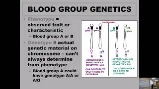 BB Lecture 3 Blood Bank Genetics