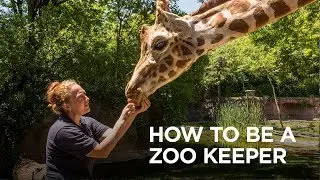 How to be a zoo keeper