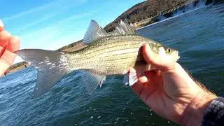 Fishing the Guntersville Tailwaters