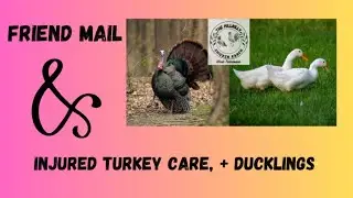 Helping an Injured Turkey, See Our Ducklings & MAIL CALL! @Carpenters Self Reliance @LAZYDAYZAHEAD