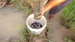 Cambodia Unique Fishing Skill Catching A Lot Of Fishes
