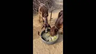 Snake Discovery TV Live Stream