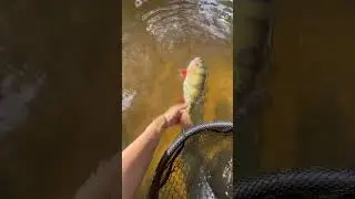 Record perche &agrave; 46cm 🤙🏼