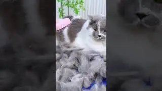 Long-Haired Cat Shedding Solution &ndash; Fast, Gentle & Effective!  #aumuca #aumucacatbrush