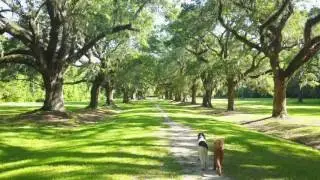 Drone Dog walk