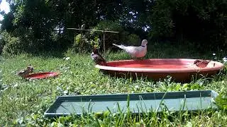 Birdgardening May 28, 2023