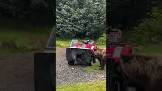 I don&rsquo;t like when bears touch my ATV. But in this case, #grizzlybear #wildlife