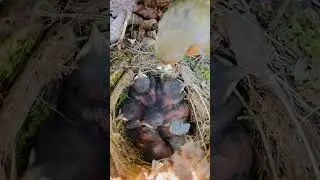Day old Robin Chicks