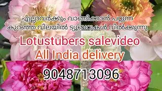 എല്ലാവർക്കും വാങ്ങിക്കാവുന്ന വിലയിൽ lotustubers