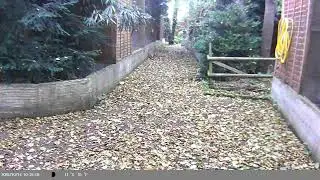 Trap Camera Captures Farms Cat (Felis catus) On 14 October 2025