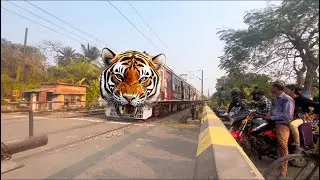 Dangerous Tiger ￼Train at Junglee ￼Pur Mainu passenger express At rail gate seen 