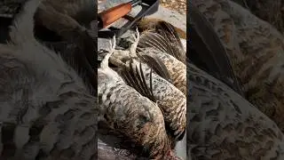 Bacon wrapped grouse #hunting #grouse #guns #catchandcook #smallgame