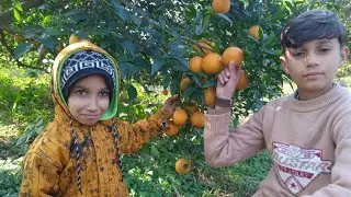 Beauty of village orange best variety trees kpk Mardan produce best variety orange world famous