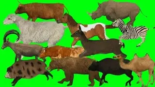 Green screen animals running video / Animal stampede green screen #greenscreen​ #animals​ #stampede​