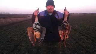 Охота на гуся. Профиля эконом класса!