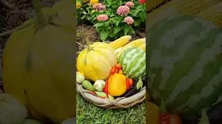 The SECRET To Growing The Best Chemical Free Food In Your Kitchen Garden ! #gardening #plants #food