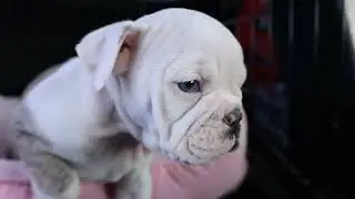 Puppies playing Dogs & Sticks Puppy Dog Cute Fun, be a HERO and Donate to your Local Animal Shelter 