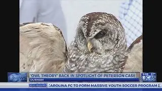 Even after court case ends, Peterson attorney wants to explore owl case