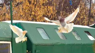 Просто наблюдаю за голубями. Утренний вайб. #голубиасха #бойныеголуби 