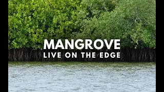 Mangroves Live on the Edge | Planting Mangroves Preserving Costal Ecosystems | Trees4Trees