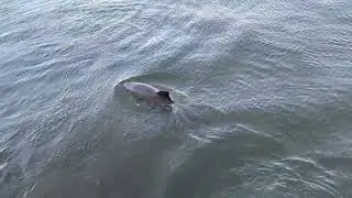 Dolphin Family in Coachman Park