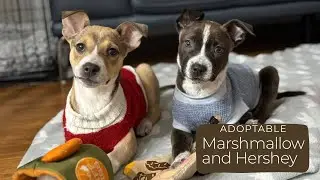 Marshmallow and Hershey are the happiest pups around!