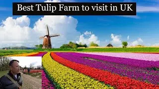 Tulip Garden in UK l 500,000 Tulips l Tulleys Tulip Fest 2024 UK - Tulleys Tulip Farm Near London