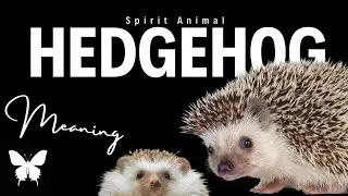 Hedgehog Spirit Animal | Hedgehog Spirit Guide | Hedgehog Symbolism | Hedgehog Totem