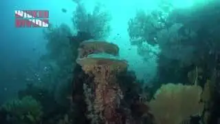 Koh Tachai - Diving in Thailand