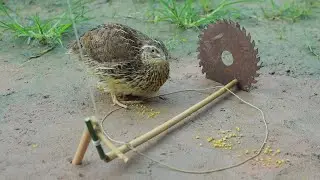 Quick and Easy Primitive Bird trapping Technique - Quail Trap DIY