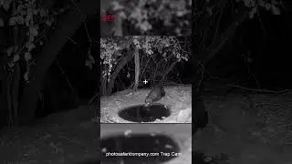 Rare Night Sighting: African Honey Badger Caught on Camera at Our Water Hole! #shortsfeed #animals