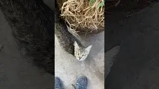 Un nuevo amigo en el camino a casa