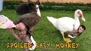 spoiled baby monkey playing with duck and rabbit // Bayi monyet yang sangat manja