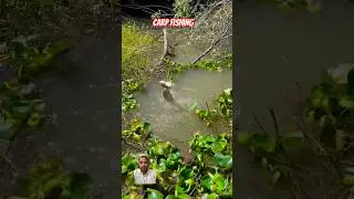 Carp Fishing, New Video #fishing_video #casting