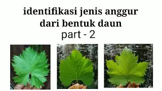 cara membedakan Jenis Anggur dari bentuk daunnya (part 2)