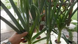 Video 04 ENGLISH - hydroponic leeks