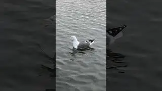 &ldquo;Lesser Black-backed Gull washes in the Round Pond, calls loudly, then flies low 🌊🪶 