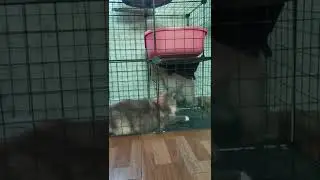 Successful Cat Mating | FURR AND FOLIAGE