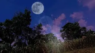 Salinan dari Calming Cricket ASMR | Soft Cricket Sounds and Night Wind for Deep Sleep & Relaxation