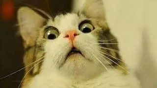 Funny cats🐱 Little kittens behaving strangely🐈 watch meowing cats🐈 funny animals