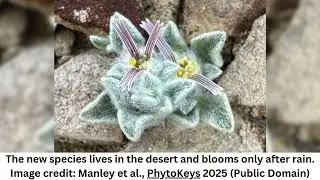 &ldquo;Wooly Devil&rdquo; Is First New Plant Genus Found In US National Park For Nearly 50 Years